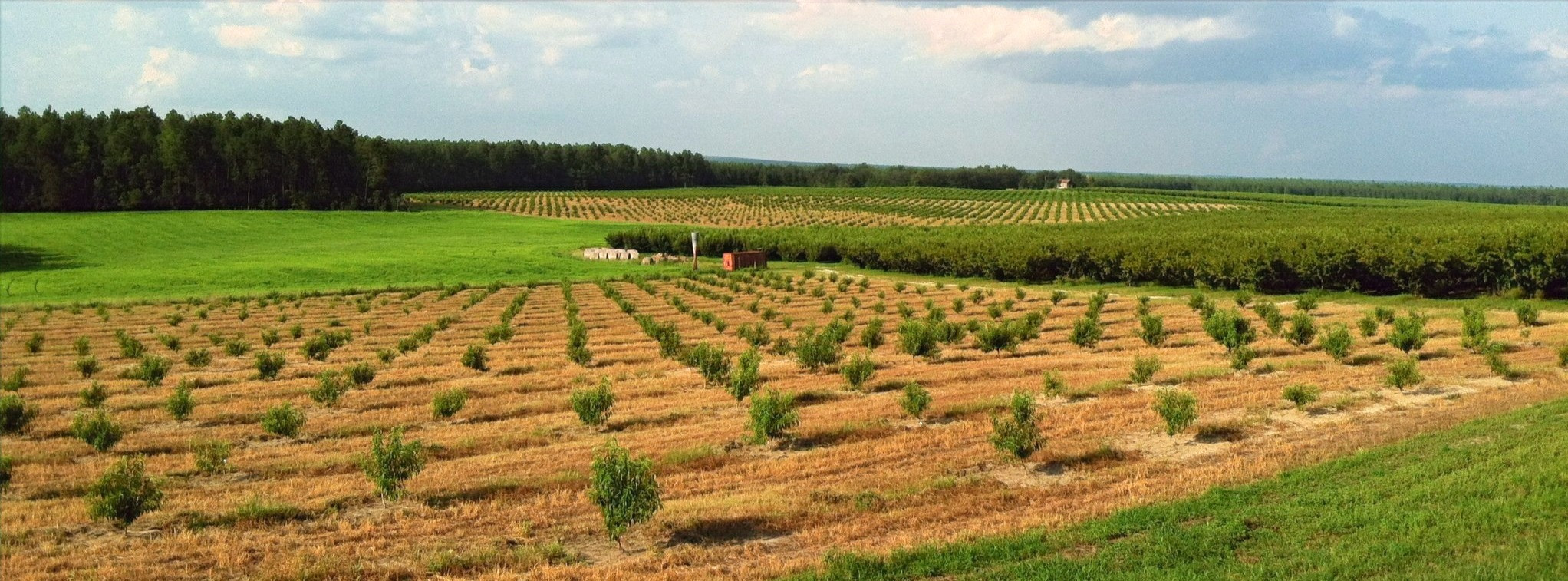 ABOUT US McLeod Farms