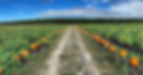 PUMPKIN PATCH.jpg