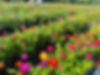 U-PICK FLOWERS.jpg
