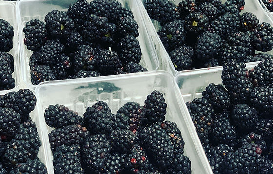 BLACKBERRIES | McLeod Farms