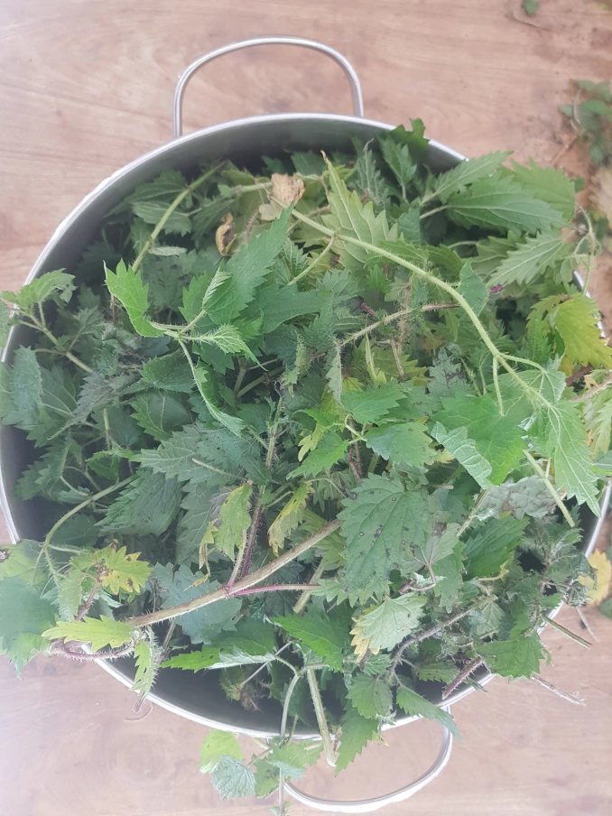 Nettles, Herbal Shampoo, Natural Haircare
