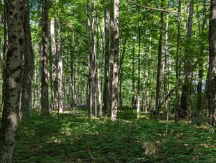 Hartwick Pines