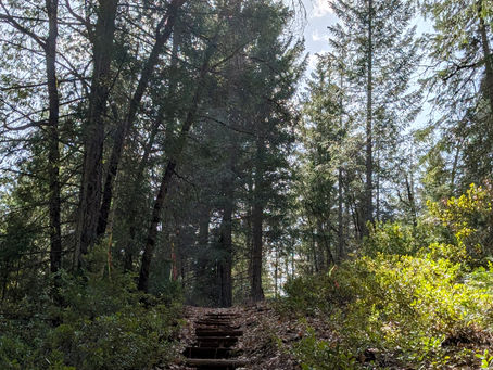 Shasta Mountain Archery Trail