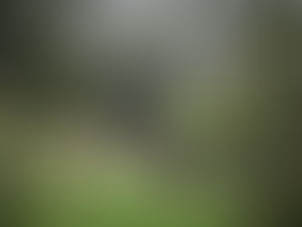 Redwood Trail - Barbara Walker Crossing