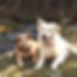 senior dogs laying in the sun with a creek and woods in the background.jpg
