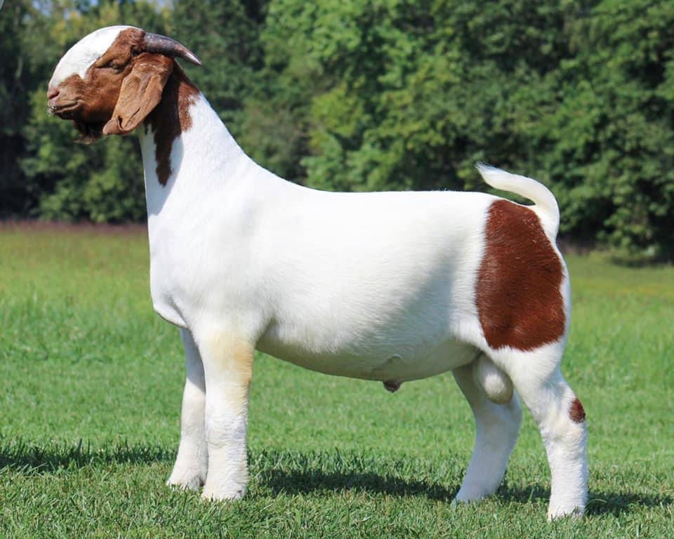 ABGA Breed Standards