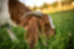 Boer goat doe eating grass.