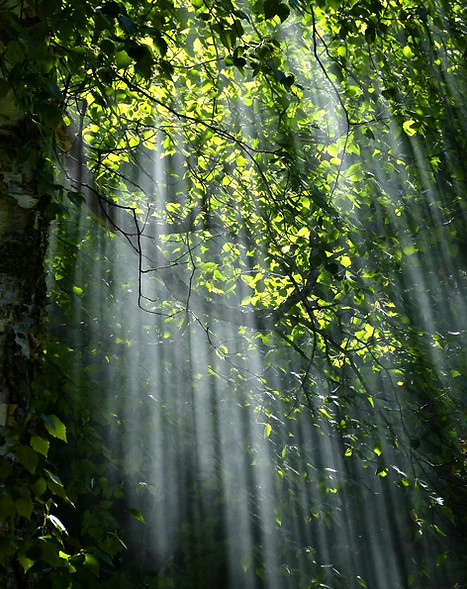 pexels-pixabay-70365.jpg