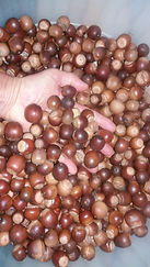 Projetocogumelo.org Cursos, Kunugui, Donguri, Shiitake em toras
