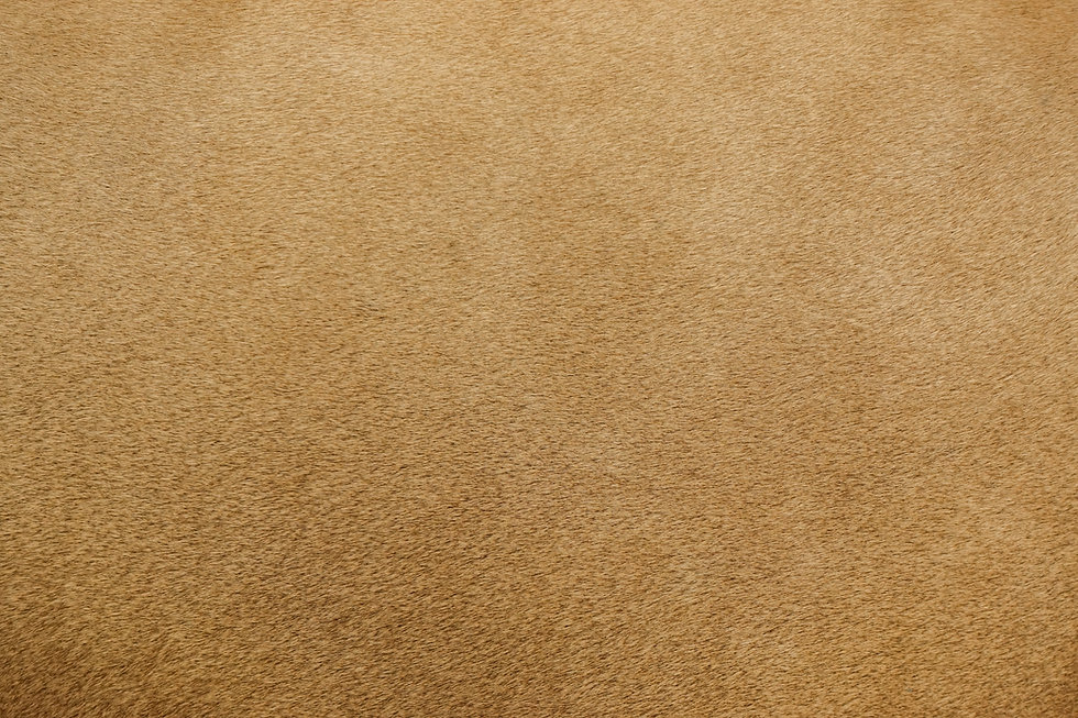 AdobeStock_236886792.jpeg