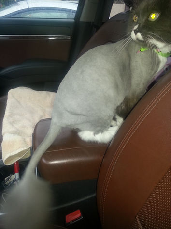 the rescue cat of national award-winning real estate broker Mahtty Najari Kowalik