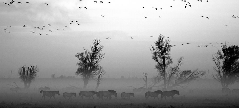 Landscape%20with%20Animals_edited.jpg