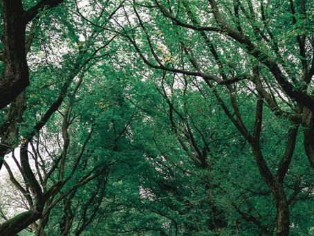 State of the Sector – Investment in Carbon Dioxide Removals (CDR) | Insight Report | 2025