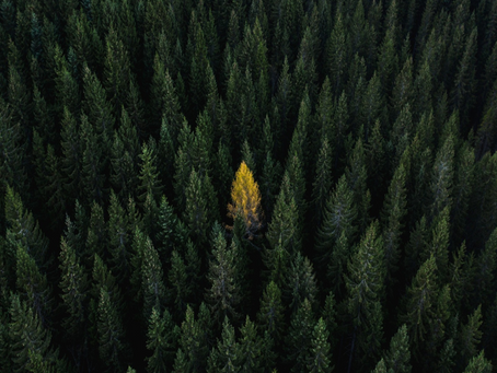 Afforestation and Reforrestation