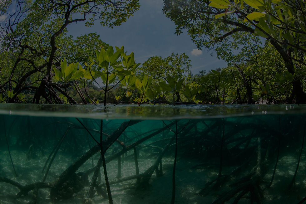 mangrove-forest-fish-eye-view-scaled_edited_edited.jpg