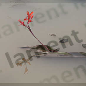 Day 61 - The Elements of Lament