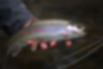 Thumbnail: Catch-Your-Own