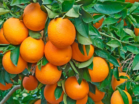 Dicas para adubação pomar