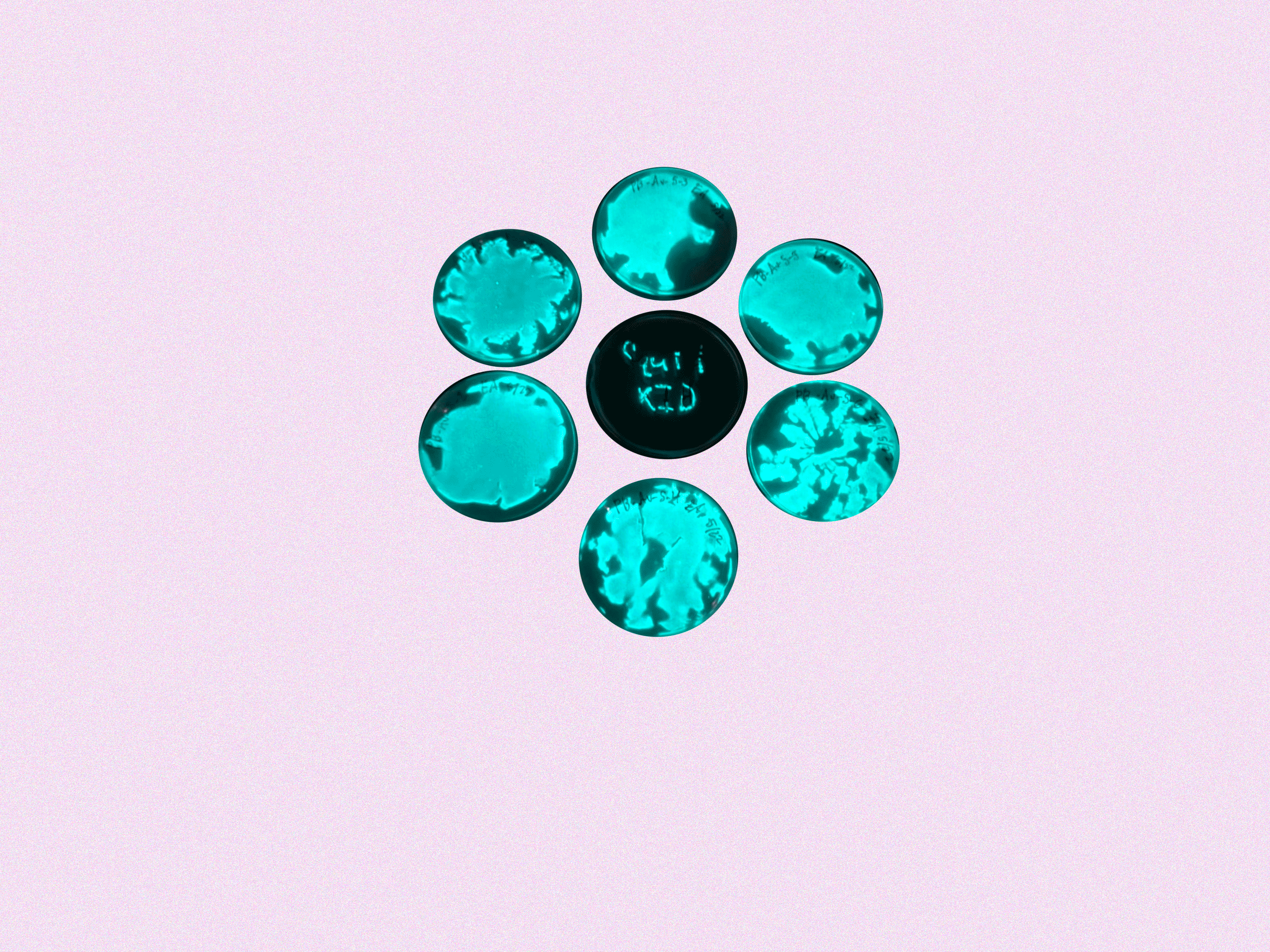 bioluminescence.gif
