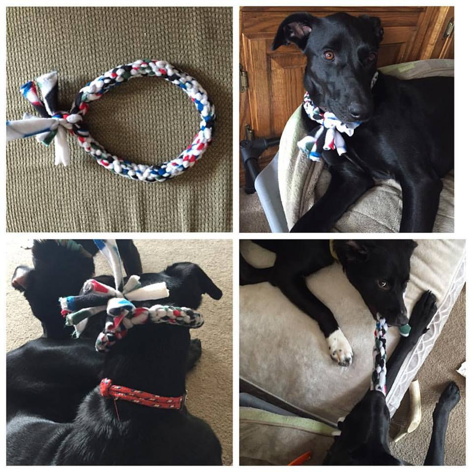 Thumbnail: Dog Toys