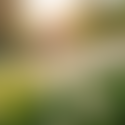 The Art of Mindful Living: Embracing Presence in Everyday Life