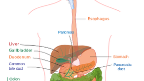 Helpful Tips for Optimal Digestion