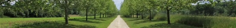 Tree-lined driveway to our sanctuary