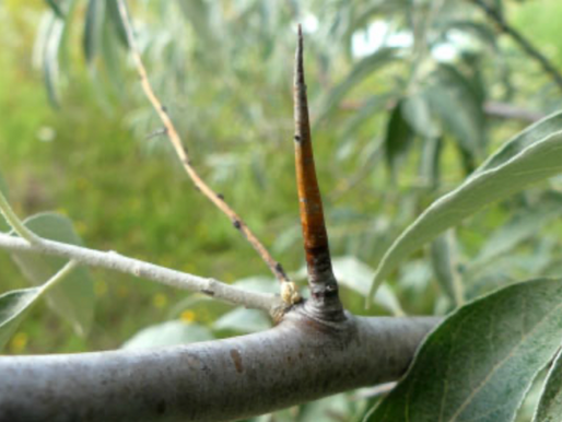 The thorns of the Olive branch