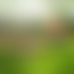 Gardens - On Lawns vs Lavender...