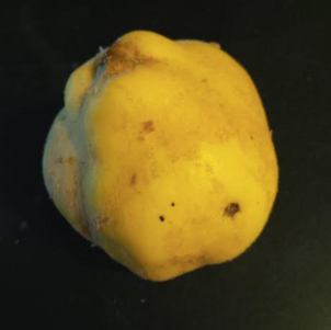 A Hymn to the Quince 