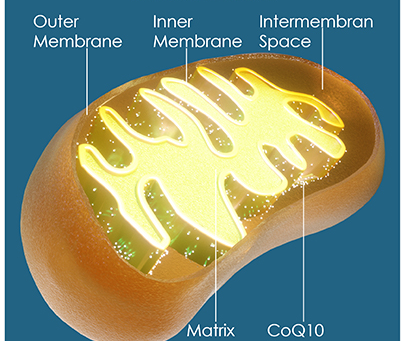 Coenzyme Q10: The Mitochondrial Energizer
