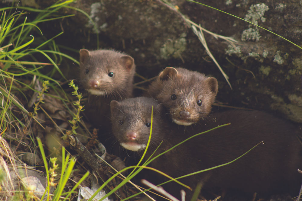 The Danish mink farm industry