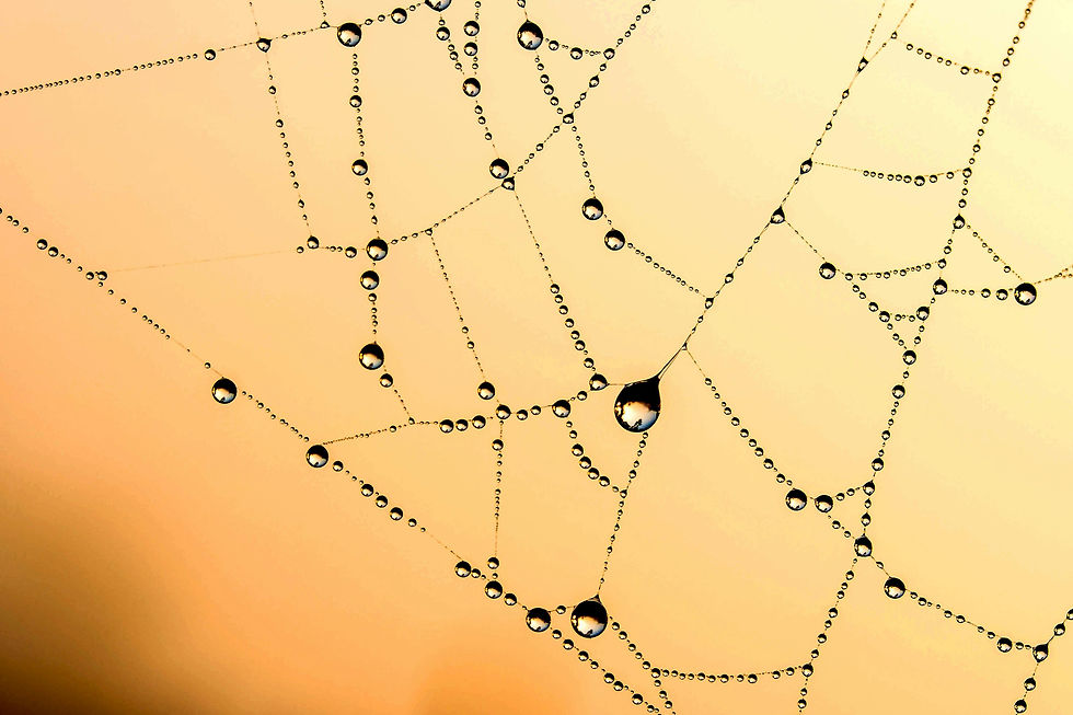 Web showing connectivity