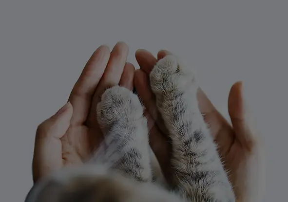 A person with a manicure gently holds a cat's paws in their hands, showcasing a tender moment between them.