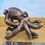 Thumbnail: Bartholemew - Octopus Wine Bottle Holder