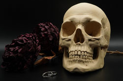 Anatomically correct skull decoration.