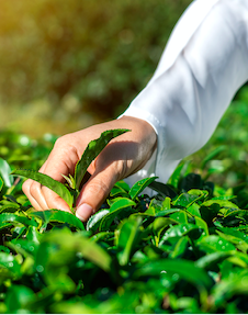 Thé Bio vrac culture responsable