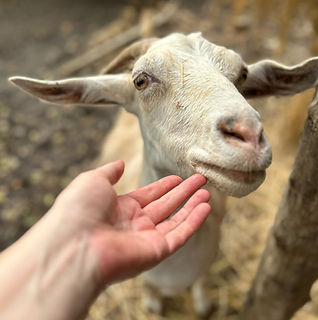 Goat Franzi.jpg