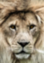 Close up portrait of a lion with golden eyes and a full mane, looking directly into the camera.