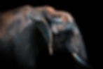 Close up of an elephant in soft side lighting against a black background, showcasing textured skin, gentle expression, and a