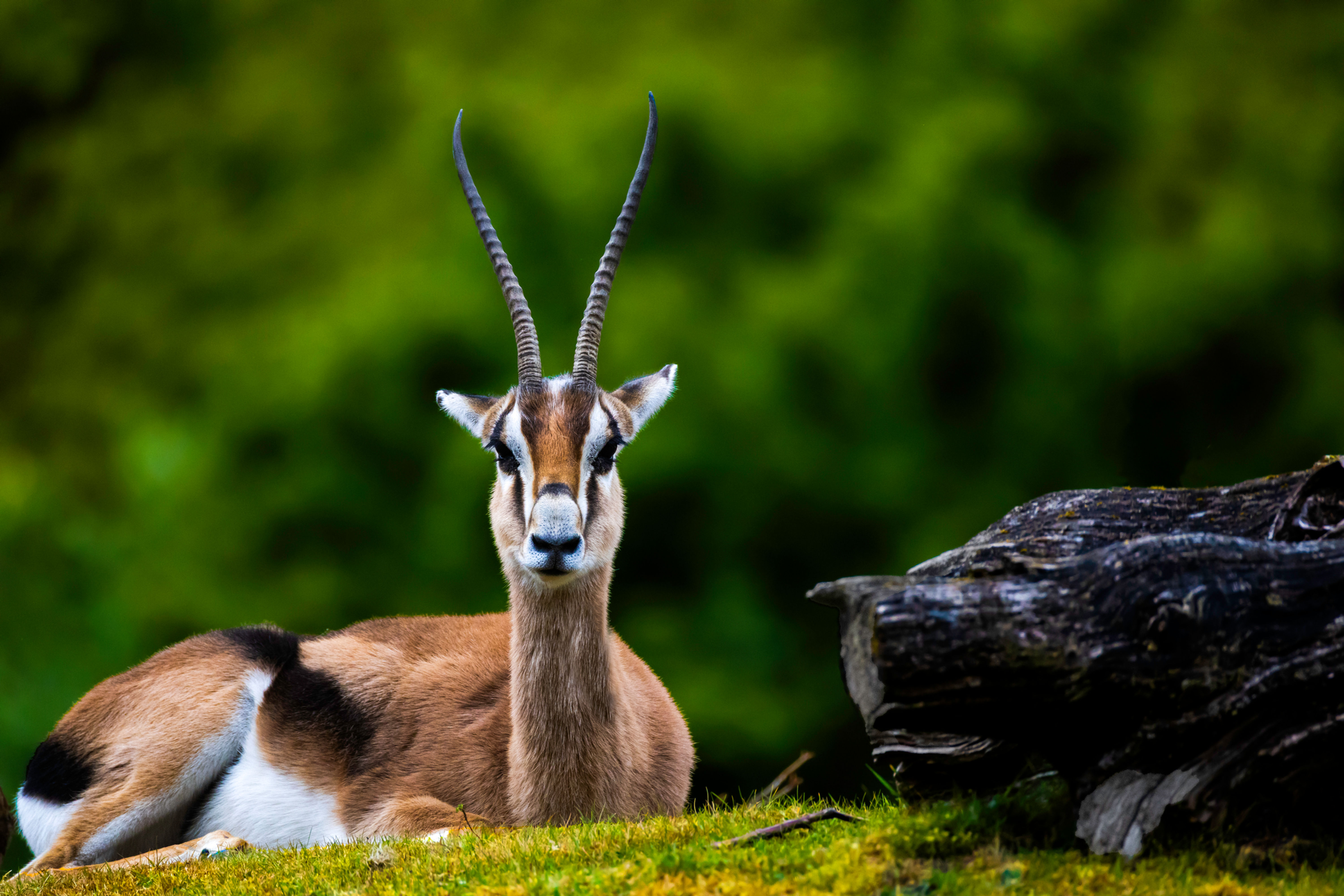 Close-up of a Thomson’s gazelle resting on green mossy ground with a fallen log beside it, against a soft-focus forest backgr