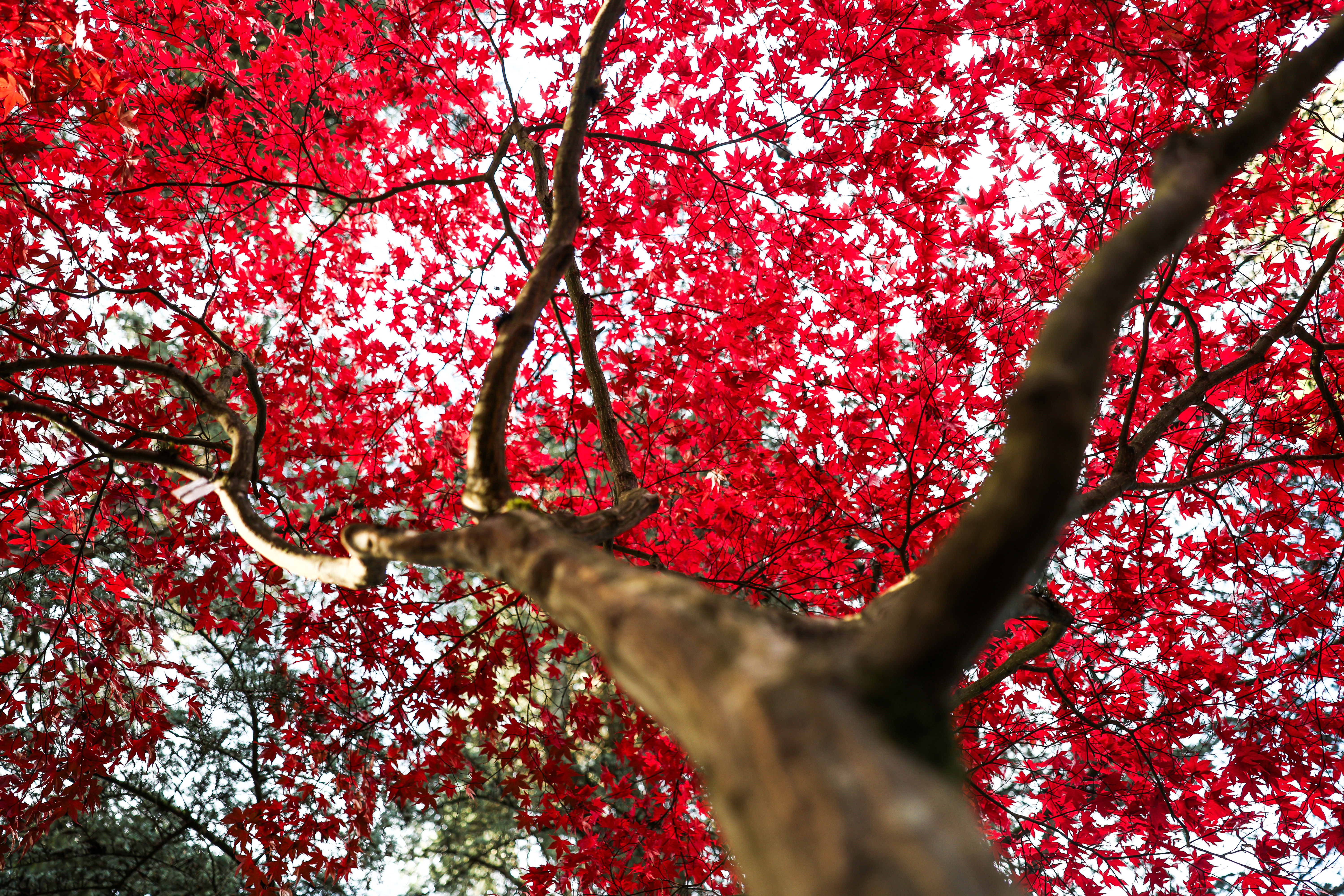 A close-up view looking upward through the twisting branches of a tree with vibrant red autumn leaves, symbolizing growth, tr