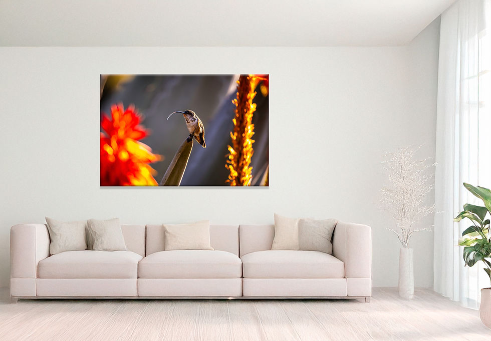 A hummingbird perches on a plant, bathed in warm golden light with its tongue extended. Vibrant red and orange flowers frame