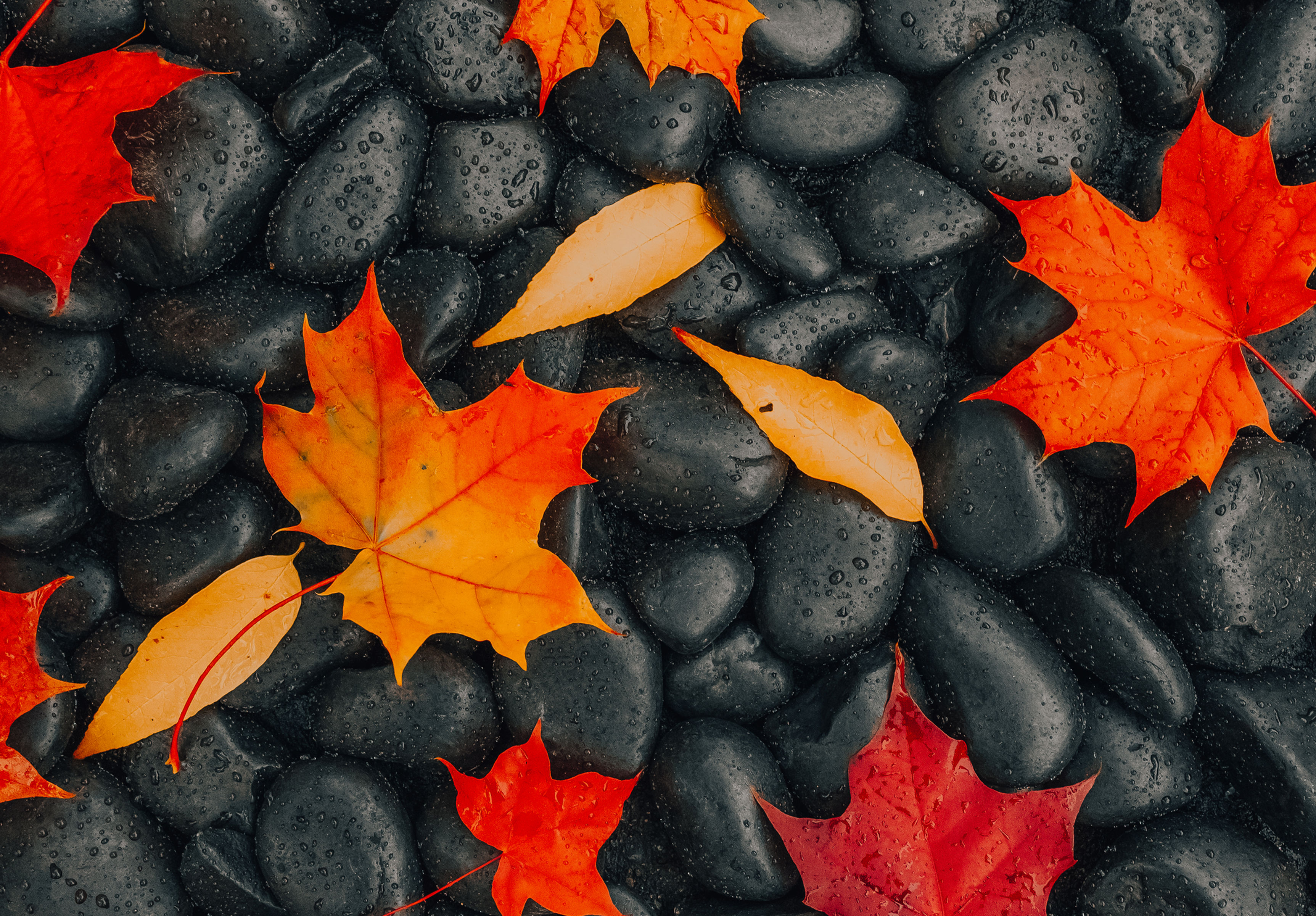 fall leaves on a bed of rocks
