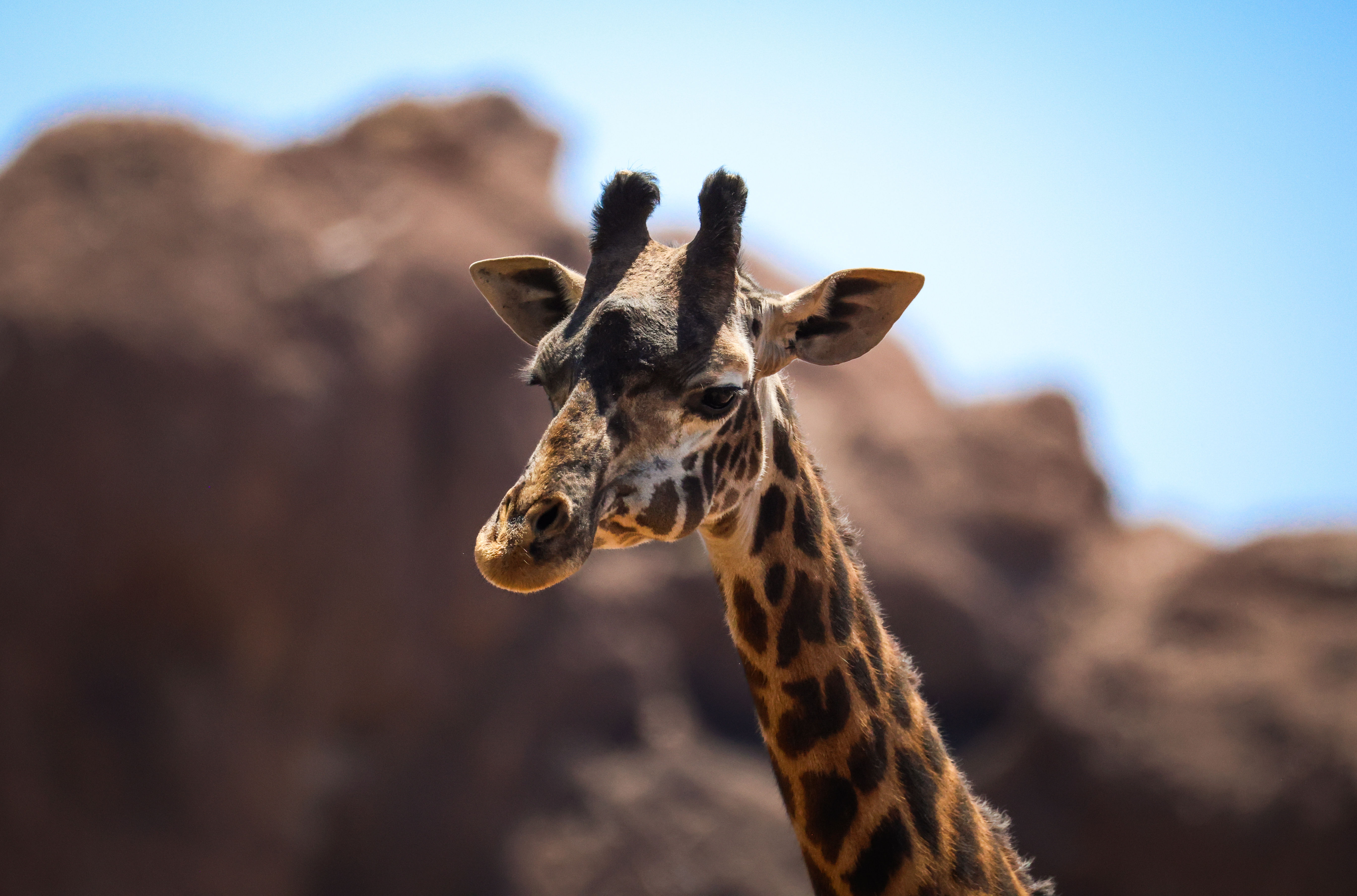Close-up of a giraffe with a rocky desert background and blue sky, looking calmly into the distance.