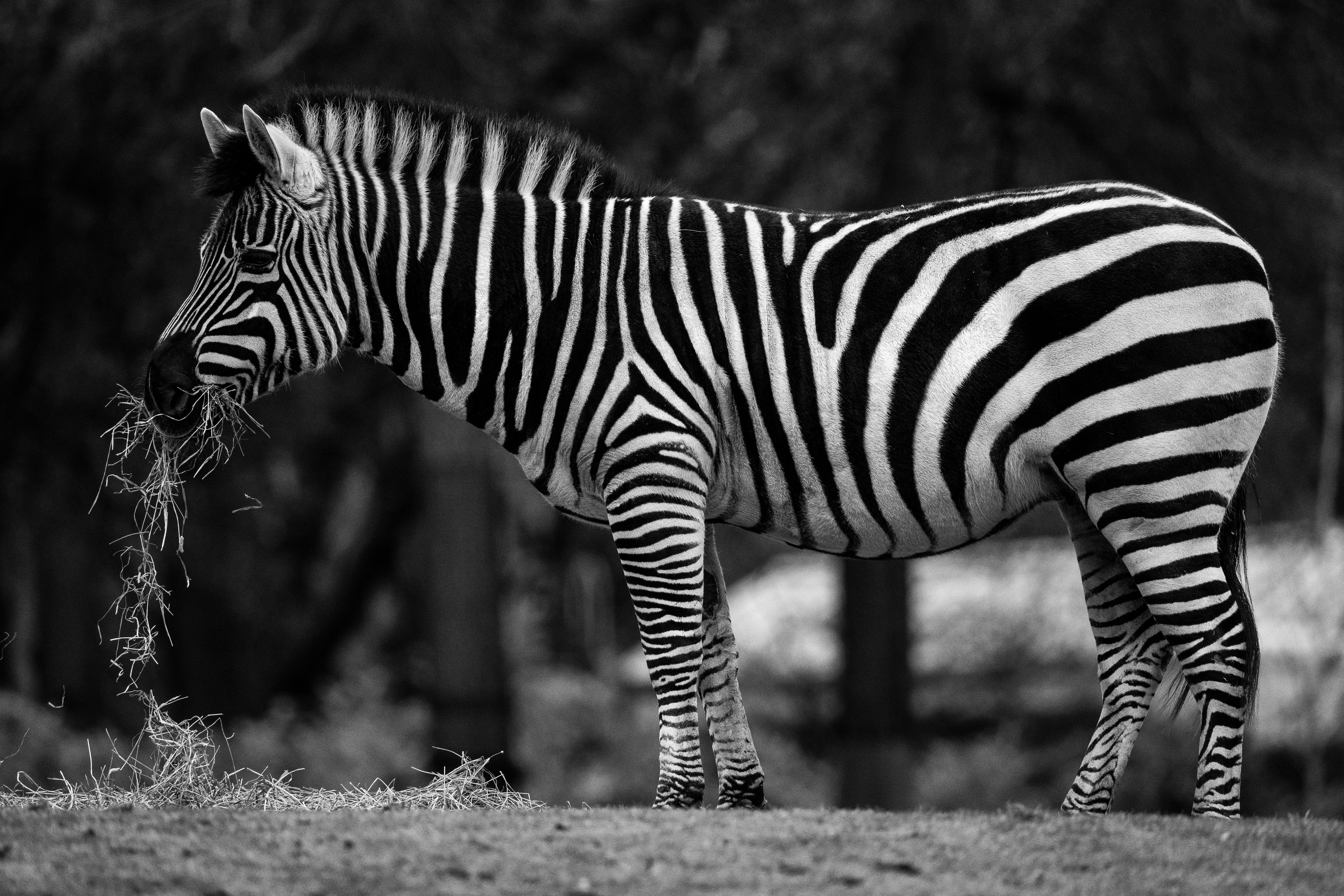 Black-and-white photo of a zebra grazing, its bold stripes contrasting the background.
