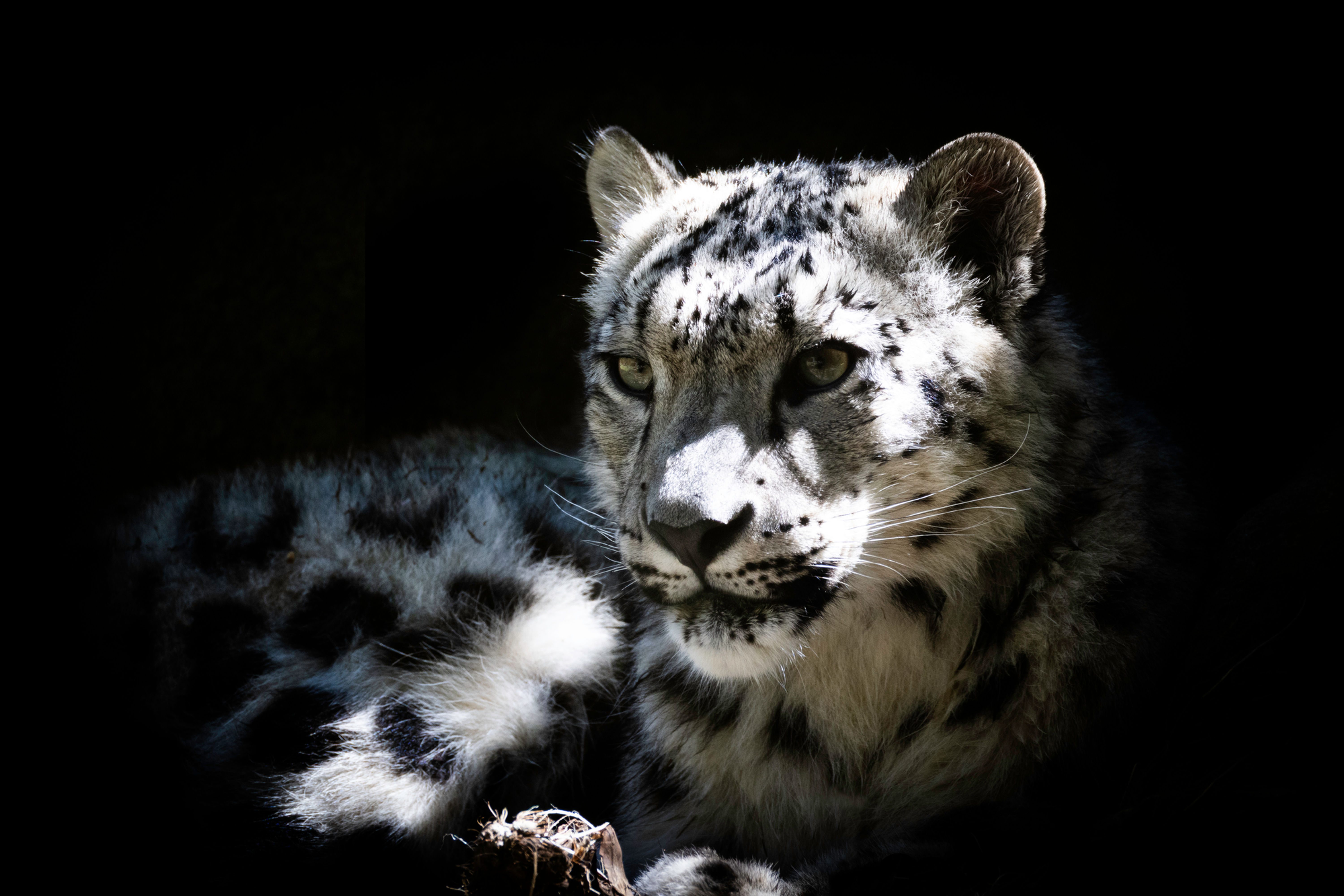 A snow leopard resting in a shadowed area, with light highlighting its intense gaze and textured fur, captured in a high-cont