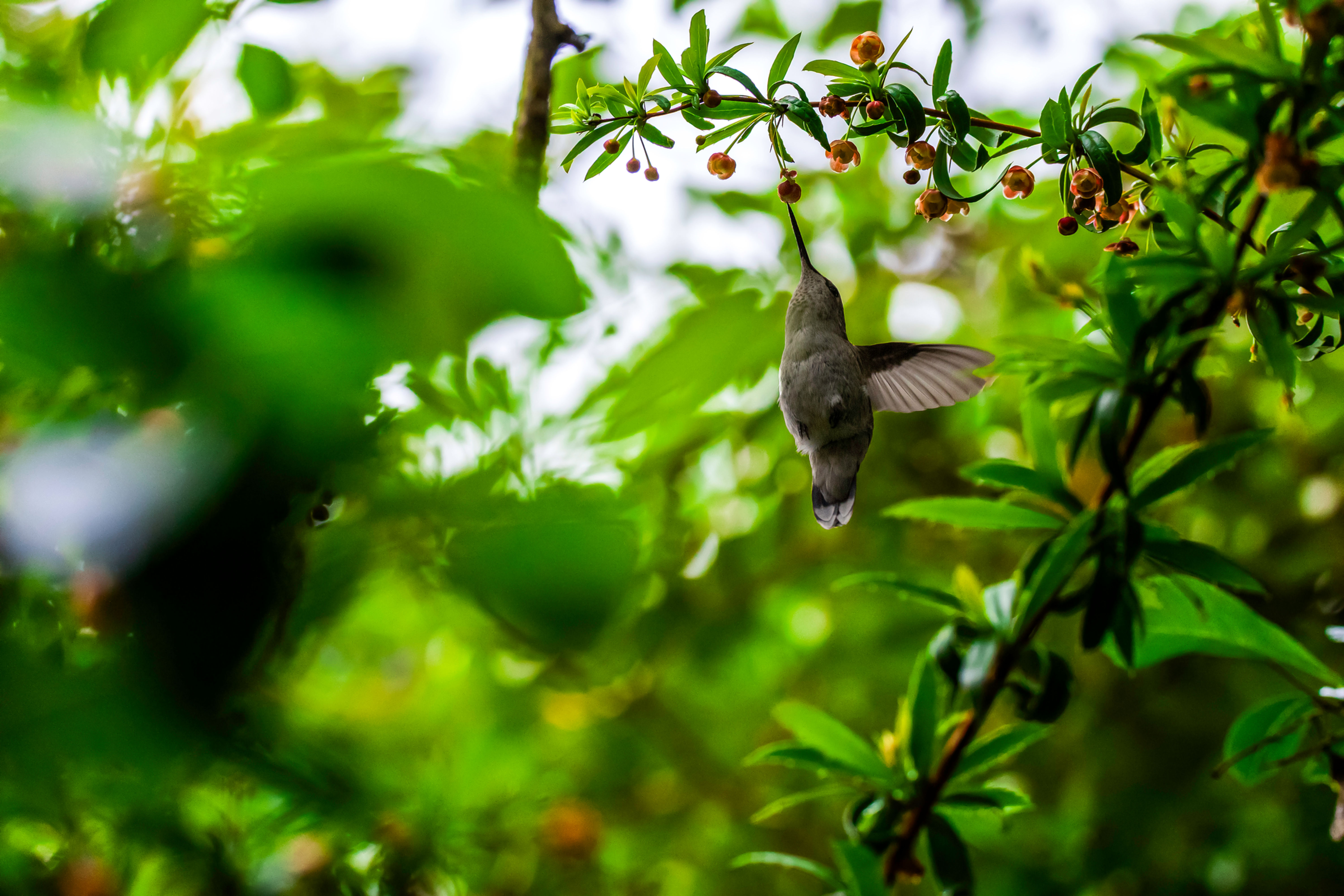 A hummingbird in midair drinking nectar from small orange flowers among bright green foliage.