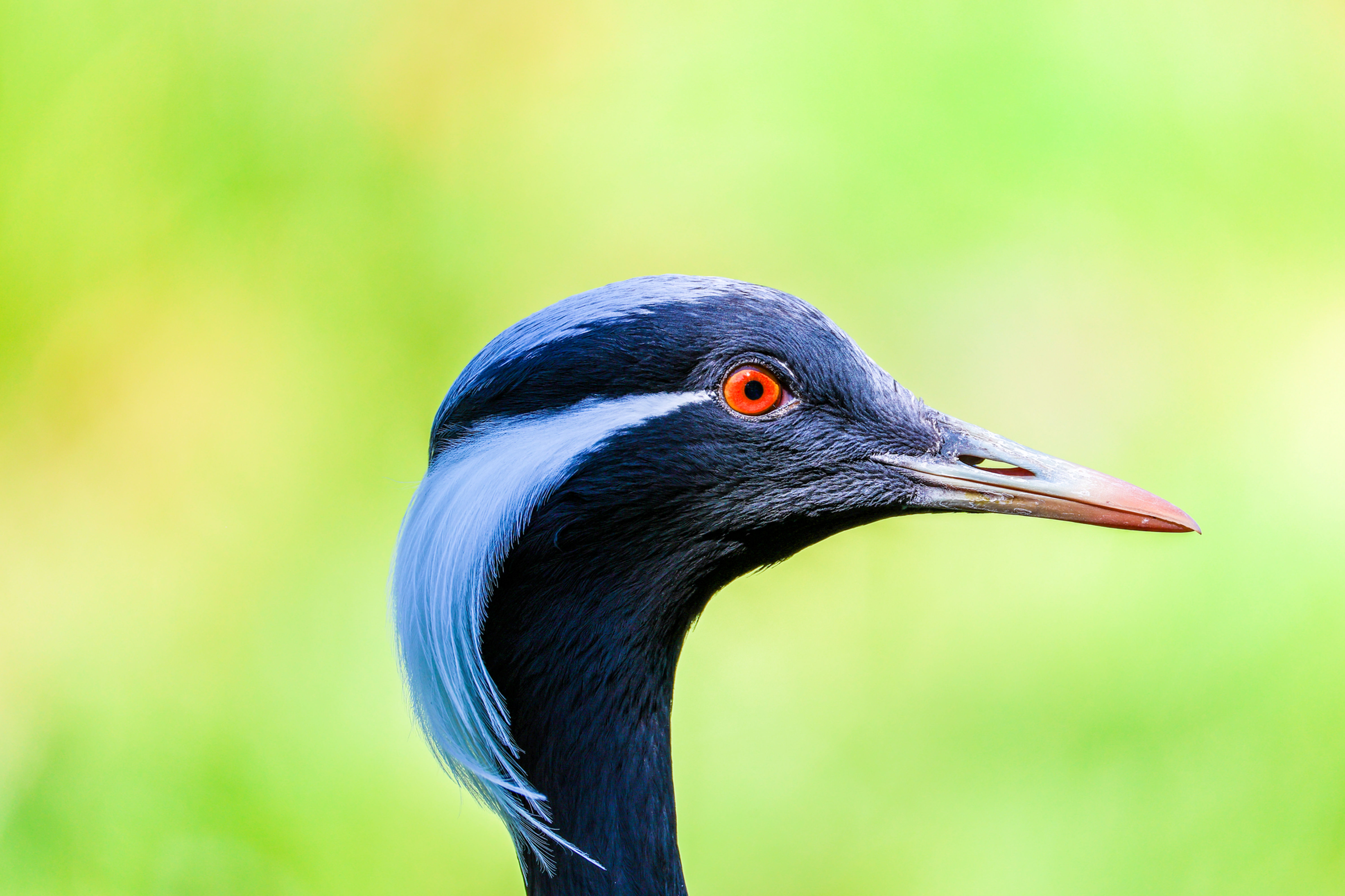 Close-up profile of a demoiselle crane with striking red eyes, black feathers, and white plumes, set against a soft green blu