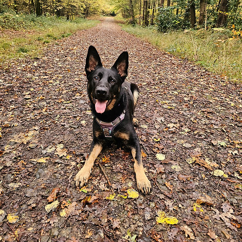 Programs tailored to your dog